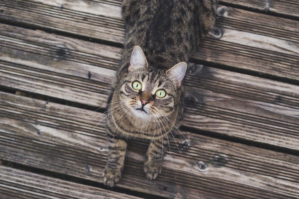 Cat Wood Tabby Pet Cat S Eyes - miezekieze / Pixabay