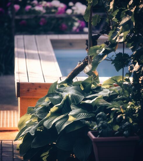 pool, summer, garden, hot tub, hosta, flora, nature, plants, hot tub, hot tub, hot tub, hot tub, hot tub